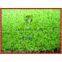 putting green turf GTT Turf