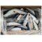 Chinese Factory Frozen Mackerel HGT Pacific Mackerel Fish