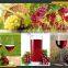 Leader brand superior grape stemmer and crusher with stable quality