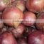 Fresh Onion supplier manufacturer
