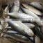 frozen indian mackerel importers