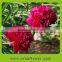 Reasonable price promotional hotel garden floral carnation