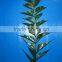 Colorful top sell cut foliage with fast deliver