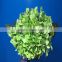 High grade wholesale price green hydrangeas from kunming