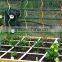 factory supply tomato spiral support