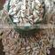 Sunflower Kernels for Oil extract refined