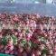 VIETNAM FRESH DRAGON FRUIT
