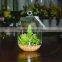 Hanging Terrarium Glass Vase Succulent Plants for Sale