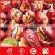 Red date dried fruit dried food jujube red date in competitive price