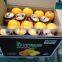 Cheap Sweet Wholesale EGYPT Fresh Orange