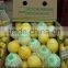 First grade Fresh lemon for sale