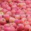 fresh fuji apples are on sale in favourable price