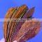 Fish Use Indian Almond Leaves