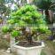 ornamental outdoor natural foliage decorative .bonsai Podocarpus macrophyllus (Thunb.) D. Don