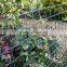 Green Color Plastic garden Mesh netting