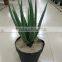 SJ30048946 Plastic asparagus plant/ artificial cactus plant for landscaping