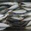 China-made frozen hot sale horse mackerel whole