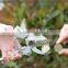 8 inch new hot sale aluminum alloy sk5 blade pruning garden shear bonsai tool