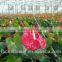 Preserved Fresh Flower exporter anthurium sri lanka to workmates