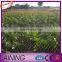 Wholesale Golden Supplier Cheap Bird Control Netting Anti Bird Net