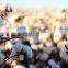 HaNPV + Bt  Pheromone traps attract cotton bollworm and exercise significant control