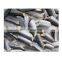 High quality IQF skin on Chinese Spanish mackerel fish fillet