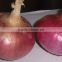 Fresh Onion Red Onion from Pakistan ( Naqshbandi Enterprises )