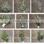 china decorative christmas tree decoration garland, wholesale christmas decorations