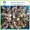 Supply Chinese Frozen Mushroom, IQF Pornici Mushroom