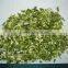 ad / dried chive flakes 3x3 5x5 8x8mm