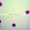 biology chick embryo microscope slides