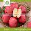 fresh fuji apple import from china