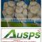 Wholesale natural fresh white garlic with nice service