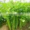 2016 hot sale fast growth small celery seeds for growing-125