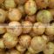 Wholesale Yellow Onions 2016 Crop New Arrival!