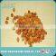 Bitter Apricot Kernel for Medicine/Snack Killer of Cancer