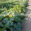 LATIFAH F1 Hybrid Squash Seeds
