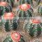 Natural Plant Cactus Ball
