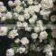 Fresh cut flowers Top Quality White carnation