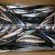 FAO 61 Japanese mackerel fish