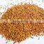 high yield forage seeds for sale from Denmark with competitive price