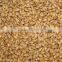 Barley (Malting & Feed Barley)