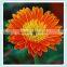 Wholesale Multicolored Chrysanthemum Fresh Cut Flowers For Decoration