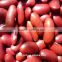 British dark red kidney bean for sale