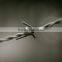 weight barbed wire fence Barbed wire fencing real factory galvanized decorative barbed wire fencing