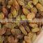 good price xinjiang Turpan green raisin dried grape