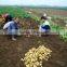 Whole Sale Big Quantity Fresh Yellow Potato (chinese)