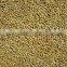 Foxtail Millet from India