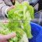 Full Automatic Industrial Ozone Leaf Vegetable Washing Machine