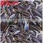 Good Quality sunflower seeds 3939 of Market Price